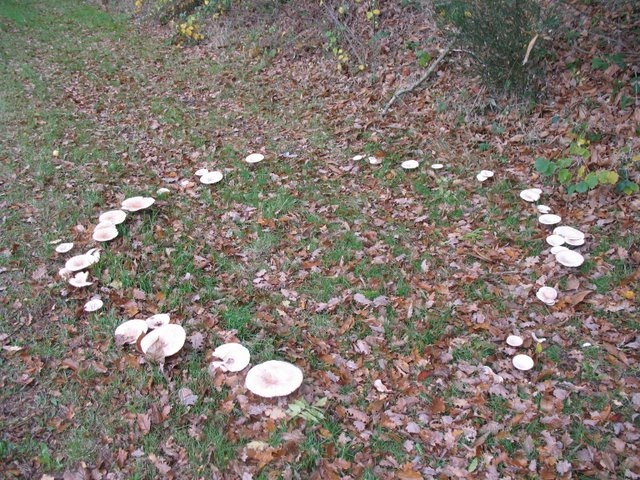 Rond de sorcière de géotropes